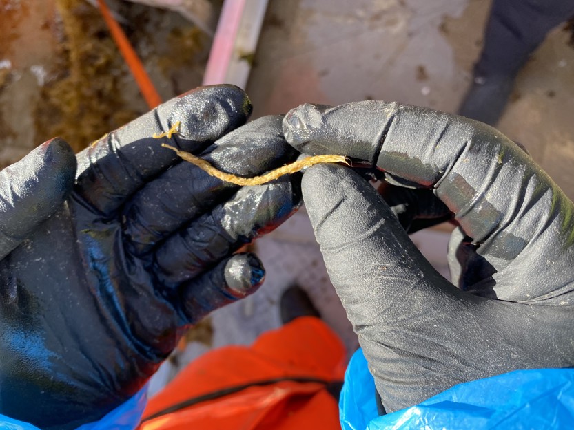 Two hands holding a small piece of the degradable cotton rope. 