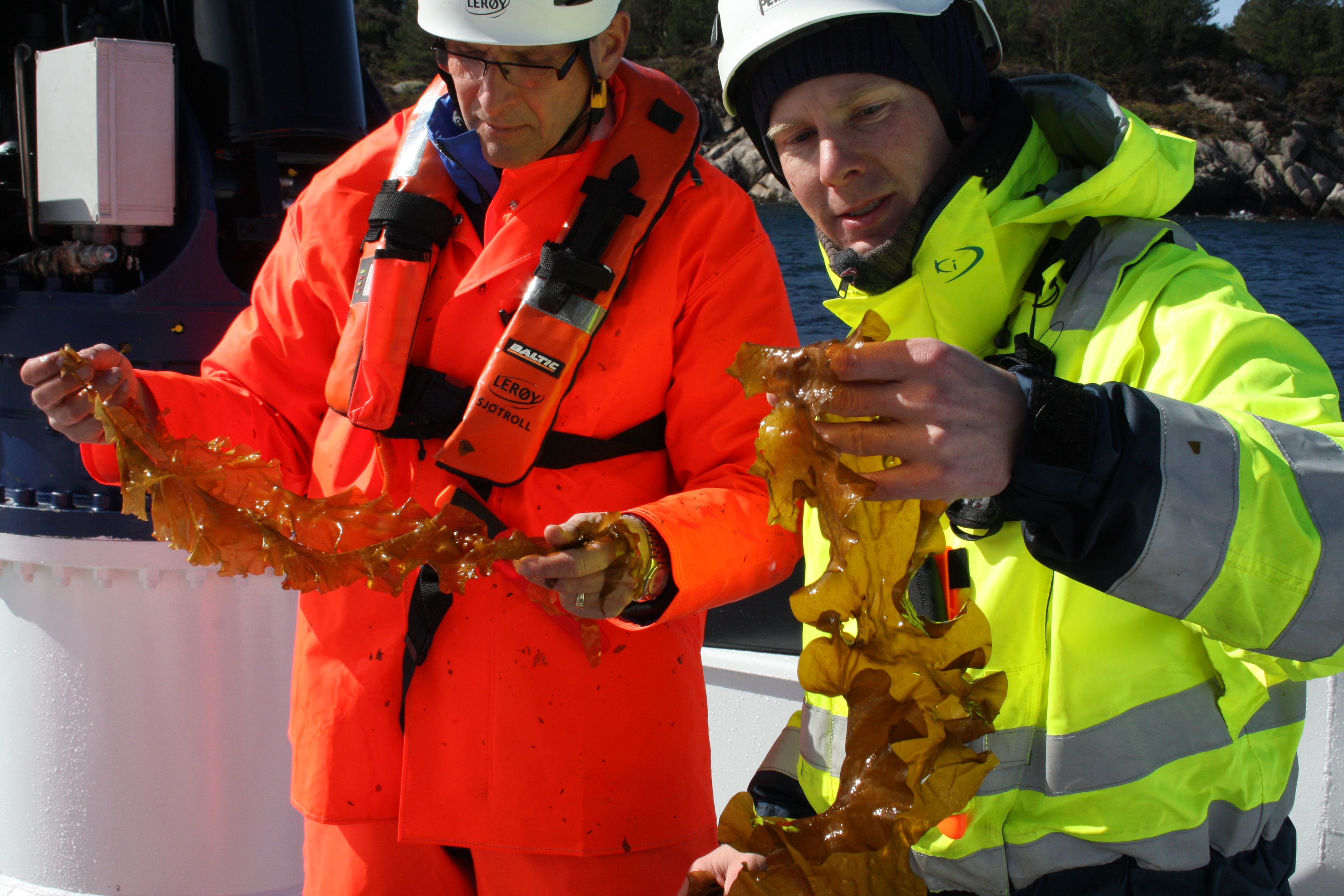 Ocean Forest employees holding up seaweed on a boat