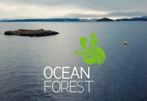 Sukkertare i havet