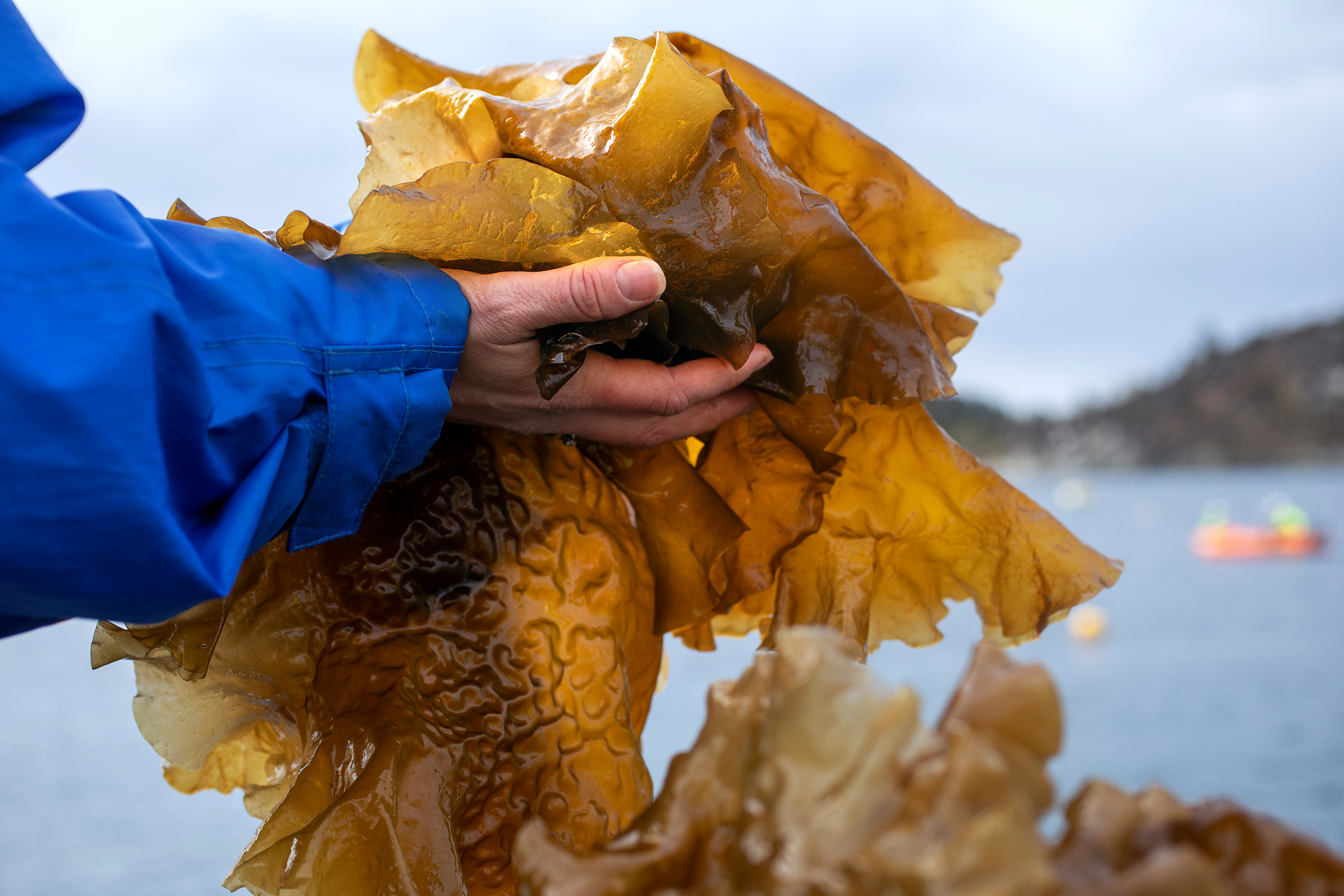 A hand that holds a large piece of sugar kelp. The person wears a blue working suit, and in the backgruound you see the ocean, a mountain and the sky. 